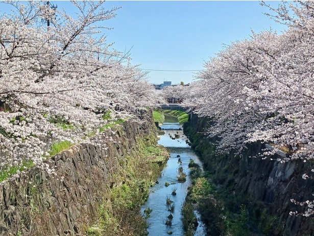 山崎川の両岸を満開の桜が彩る