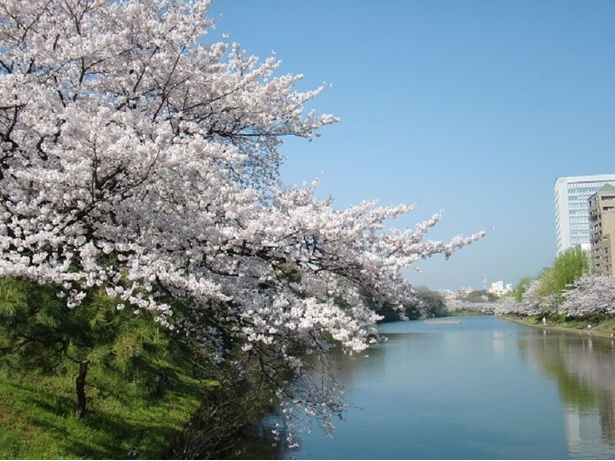 約1000本もの桜が華やかに咲く