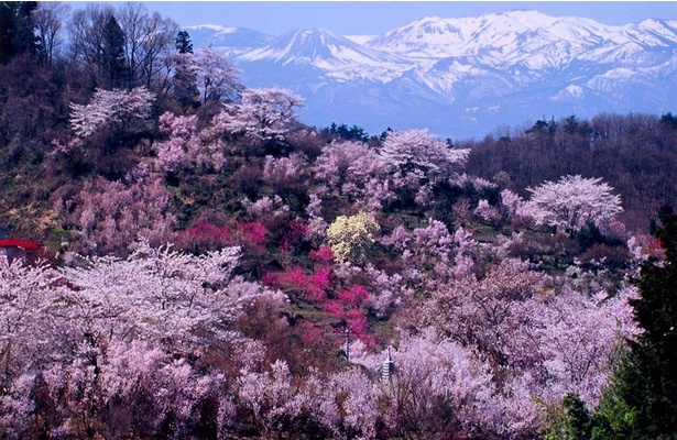 春の花々が百花繚乱のごとく咲き競うさまは、まさに桃源郷そのもの