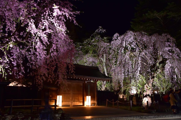 「角館の桜まつり」の期間中は、ライトアップされた幻想的なシダレザクラも楽しめる