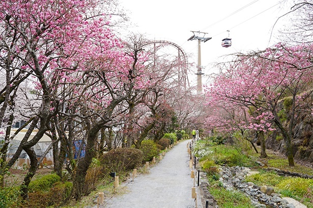 多摩緋桜が咲く散策路(過去の様子)