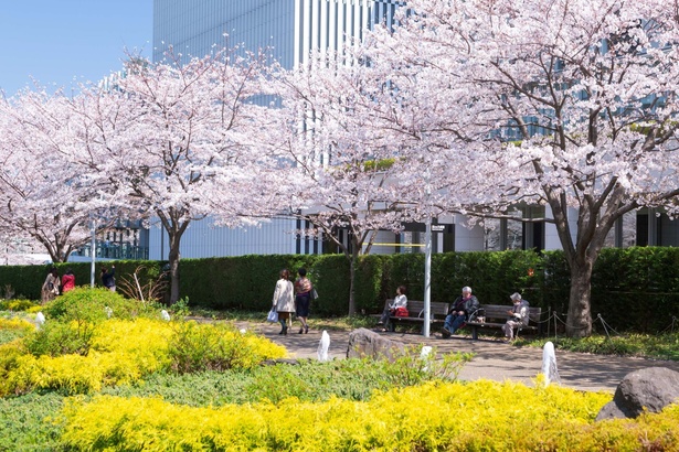 約100本の桜が並ぶ「春の散歩道」