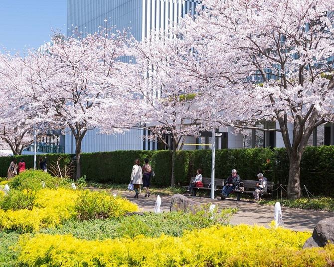 東京ミッドタウンで春を祝おう！約100本の桜並木でゆったりお花見をエンジョイ