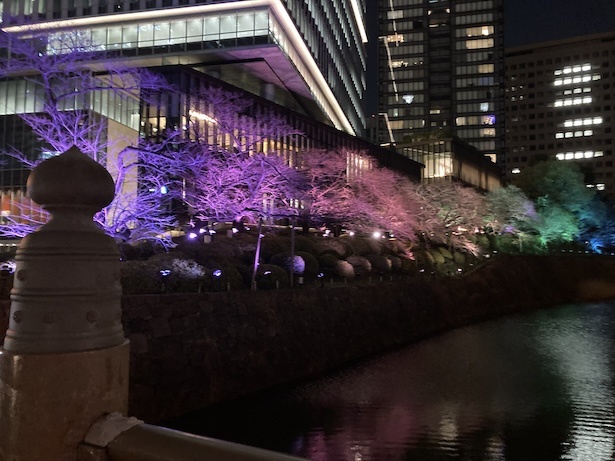 【写真】「KIOI SPRING 2024 『紀尾井・花の駅』」開催期間中は、夜桜をレインボーカラーに染め上げるライティングショーも開催