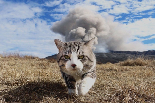 【写真を見る】おしりから煙が!?噴火する阿蘇山をバックに堂々と歩く姿が話題となった1枚