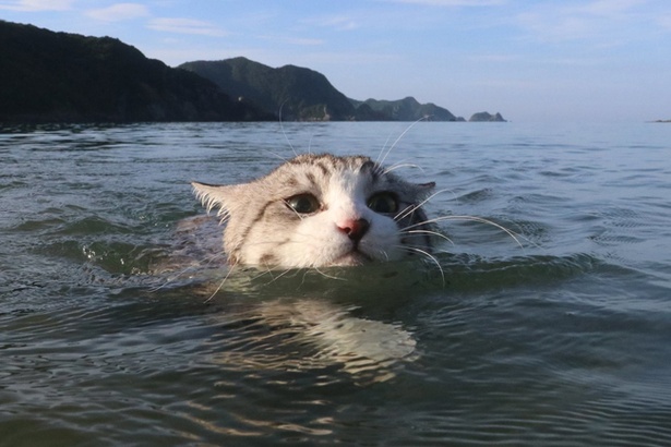 物怖じしないニャン吉は海も“猫かき”でスイスイ泳ぐ