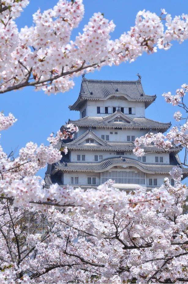 世界文化遺産・国宝姫路城と桜が楽しめる／姫路城