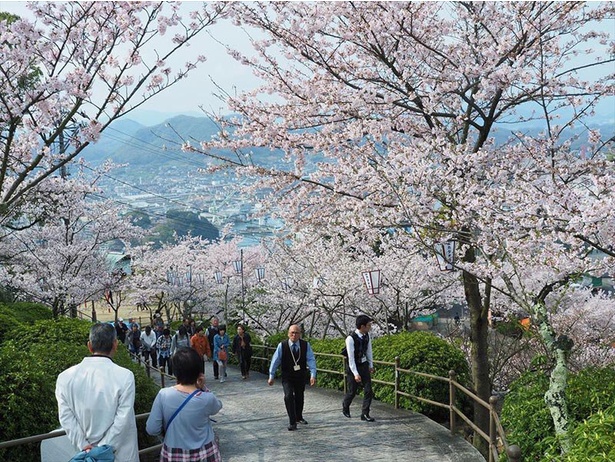 桜並木を楽しみながら散歩できる／尾道市千光寺公園