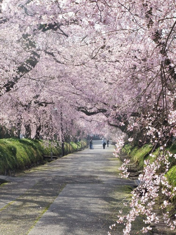春ならではの桜のトンネルを通り抜けよう／徳佐八幡宮