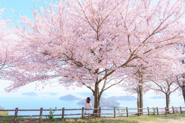 桜の向こうに海が広がる絶景が楽しめる／紫雲出山