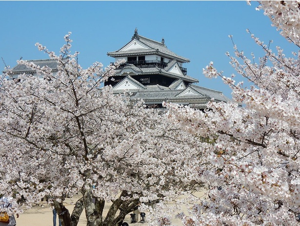 桜に囲まれ、松山城がより引き立つ／松山城(城山公園)