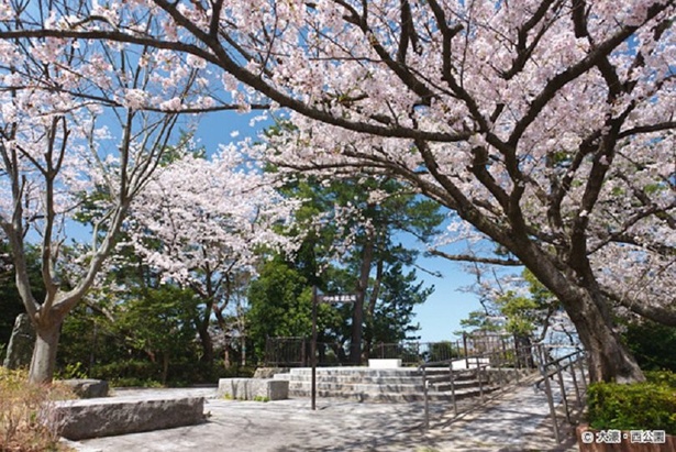 福岡屈指の桜の名所／西公園
