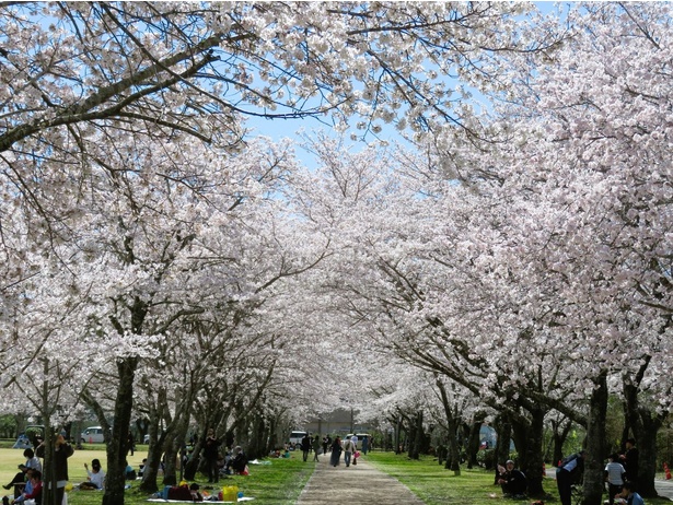 千本桜として有名で「さくら名所100選」にも選定されている／忠元公園