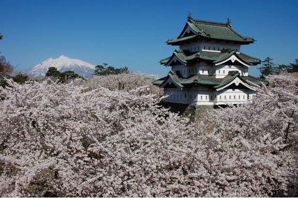 弘前城天守の周りを満開の桜が覆う※2024年現在天守は石垣修理に伴い、本丸内で約70メートル移動しています。／弘前公園(鷹揚公園)
