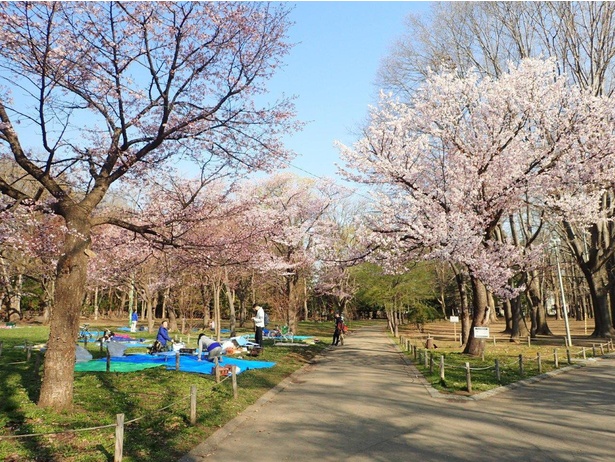 園内が桜色に染まる／円山公園(北海道)