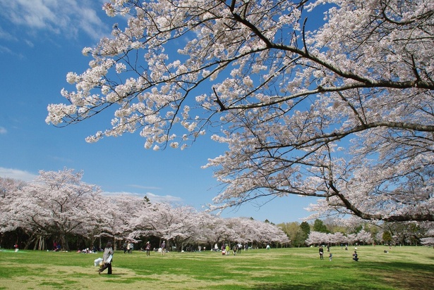 桜を見渡すことができる草原／泉自然公園