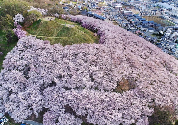 ピンク色の海のように桜が山を覆う／弘法山古墳