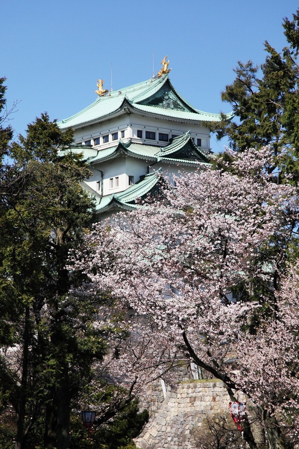 名古屋城と満開の桜のコラボレーションが楽しめる／名古屋城