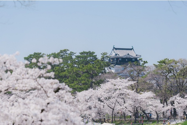 岡崎公園を彩る満開の桜／岡崎公園