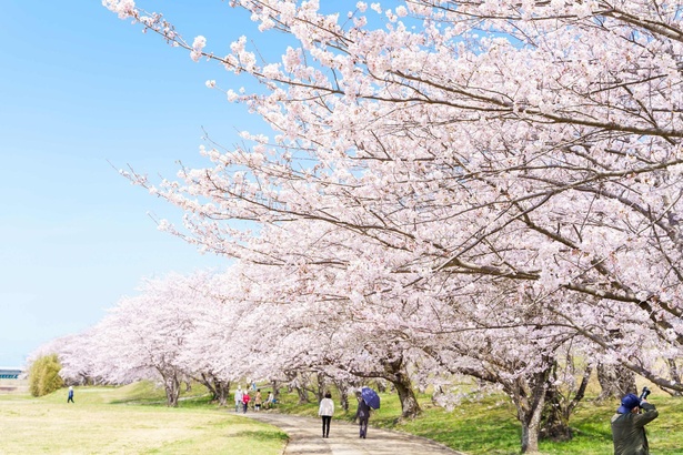 「一目千本」と呼ばれる約1キロの桜並木が続く／宮川堤