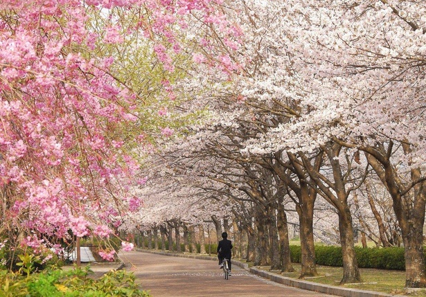 桜色のグラデーションが魅力／七谷川・和らぎの道