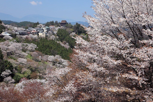 日本を代表する花見名所は圧巻の美しさ／吉野山(中千本)