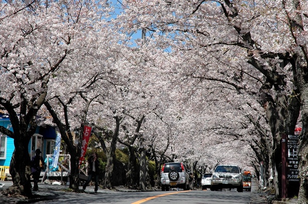 見事に咲き誇る桜のトンネルが楽しめる／伊豆高原桜並木