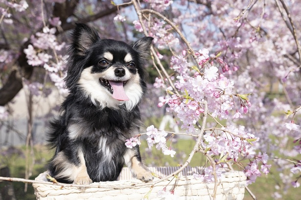 桜の美しさをペットと一緒に楽しめるお花見スポット(※写真はイメージ)