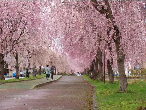 約1000本のしだれ桜が咲く桜並木は圧巻／日中線しだれ桜並木
