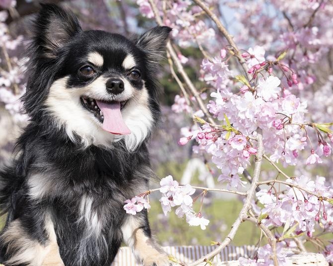 愛犬と一緒に桜を満喫！全国の「犬同伴可」のお花見名所