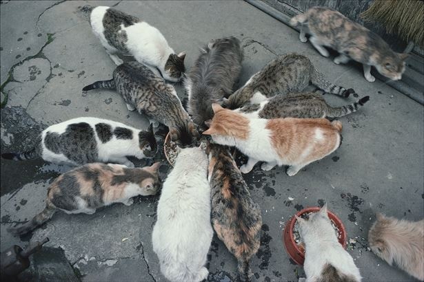 NHK BSプレミアム「岩合光昭の世界ネコ歩き」でも人気を博す、動物写真家・岩合光昭氏の写真展を開催