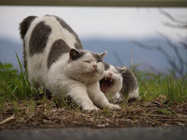 猫たちのありのままの姿が可愛らしい