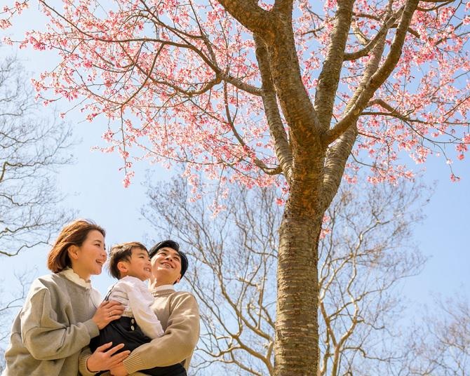 都立公園の中でもトップクラスの広さを誇る公園に桜が咲き誇る！「花と光のムーブメント　小金井公園×さくら」をレポート