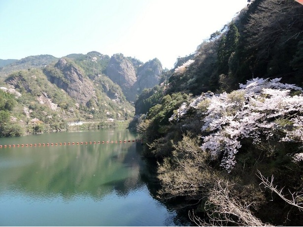日向神ダムの千本桜 - 福岡県／湖面に映る桜も見応えあり