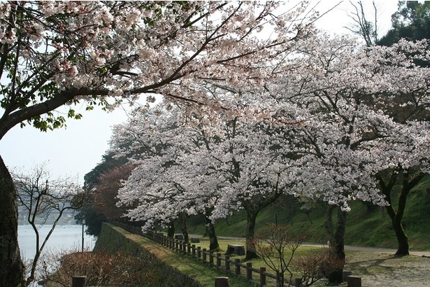 人吉城跡の桜 - 熊本県／川沿いに桜が連なり、優雅な散歩を楽しめる