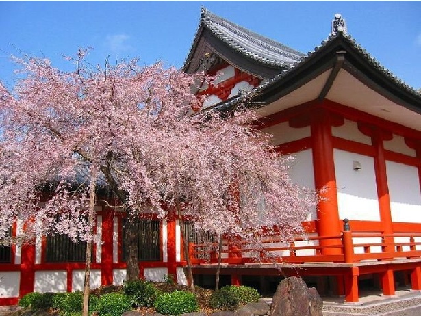 道成寺の桜 - 和歌山県／道成寺に負けない鮮やかな桜