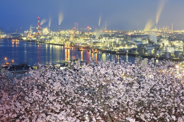亀居公園の桜 - 広島県
