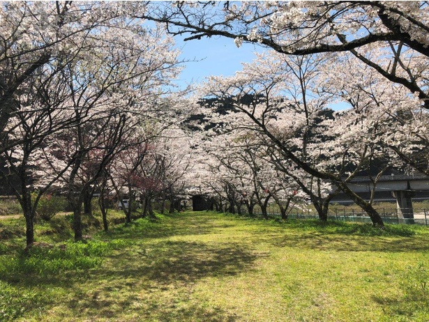 家地川公園の桜 - 高知県