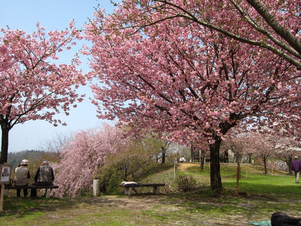 桜公園の桜 - 新潟県／さまざまな種類の桜があるので、長い期間お花見が楽しめる
