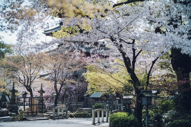八事山興正寺の桜 - 愛知県／お堂をめぐりながらの花見