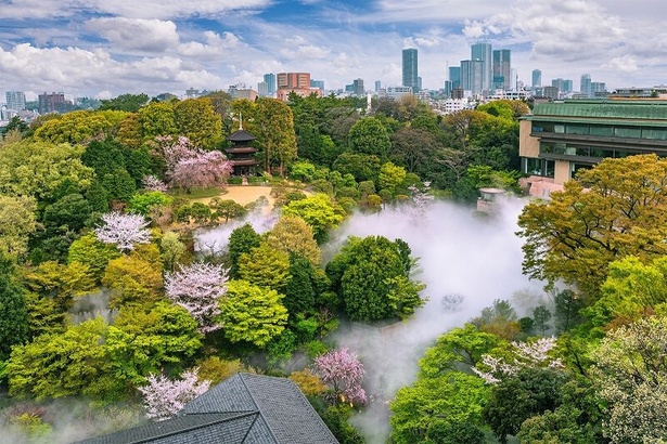 ホテル椿山荘東京の桜 - 東京都／歴史あるホテルの敷地内を桜が彩る