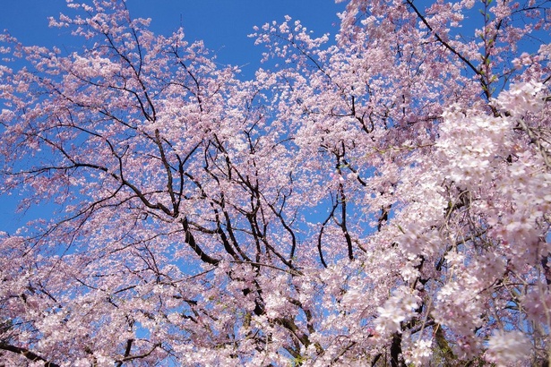 六義園の桜 - 東京都／名物のしだれ桜は必見