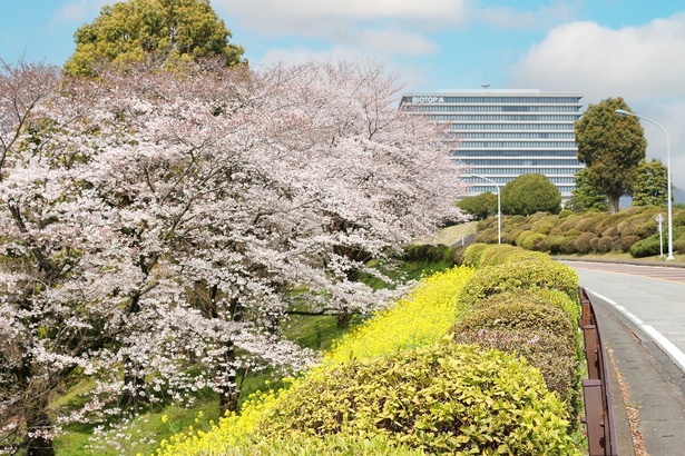 BIOTOPIA(ビオトピア)の桜 - 神奈川県／広大な敷地で、珍しい桜が花を咲かせる