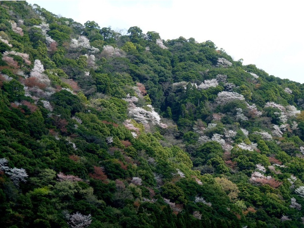 綾の照葉大吊橋の桜 - 宮崎県／雄大な自然と山桜の桜色の美しい景色が広がる