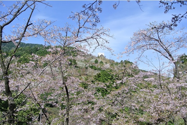福岡市油山市民の森の桜 - 福岡県／山がピンク色に染まる