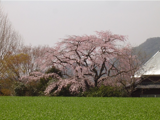 宝珠寺の桜 - 佐賀県／山里の緑を背景に淡いピンクの桜が映える