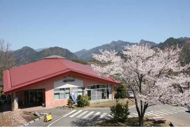 天岩戸の湯の桜 - 宮崎県／利用客を桜が出迎える