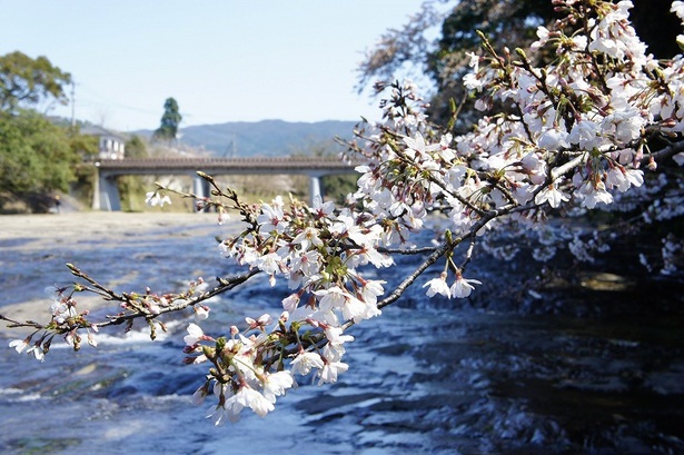 花瀬自然公園の桜 - 鹿児島県／川沿いに咲く桜を楽しめる