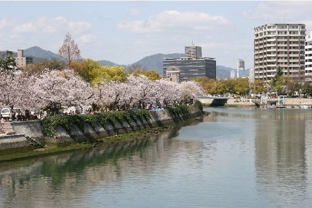 平和記念公園の桜 - 広島県／旧太田川沿いに続くソメイヨシノの並木