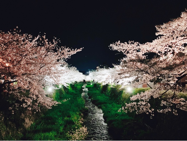 一の坂川の桜 - 山口県／川岸の緑とピンクの対比が美しい
